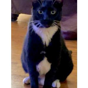 Lost Cat Oreo