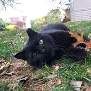 Lost Cat Binks