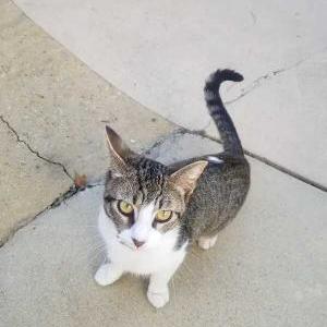 Lost Cats In PINEVILLE, LA - Lost My Kitty