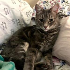 Lost Cat Khali