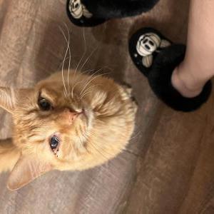 Lost Cat Pumpkin