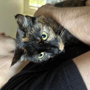 Lost Cat Yoko