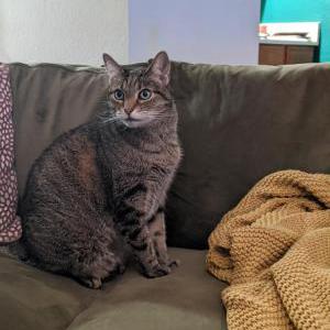Lost Cat Moose