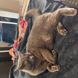 Lost Cat Jinx