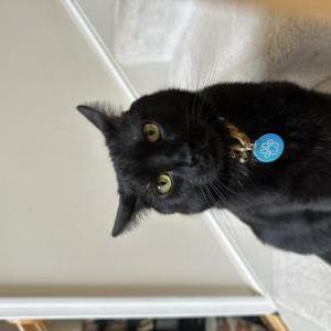 Lost Cat Chomper