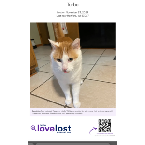 Lost Cat Turbo