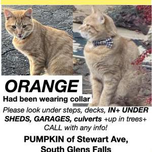 Lost Cat Pumpkin