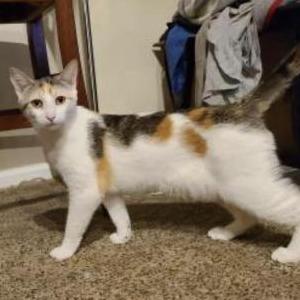 Lost Cat Scrub