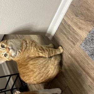 Lost Cat Peaches