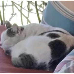 Found Cat Unknown