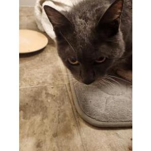 Found Cat Unknown