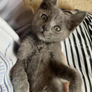 Lost Cat Sora