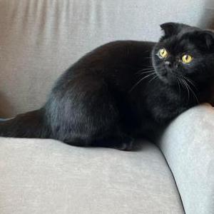 Lost Cat William