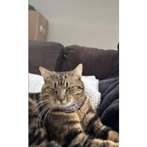 Lost Cat Phat boy