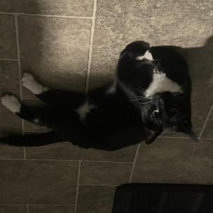 Lost Cat Aubrey