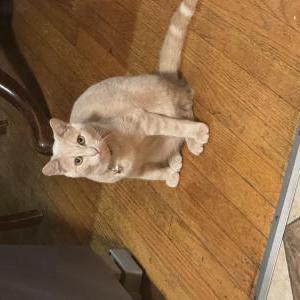 Lost Cat Leo