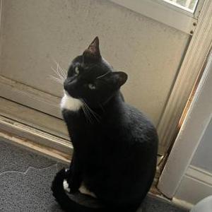 Lost Cat Aubrey