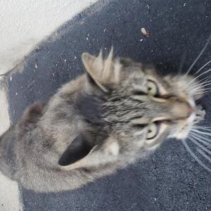 Found Cat Unknown