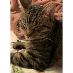 Lost Cat Wobble