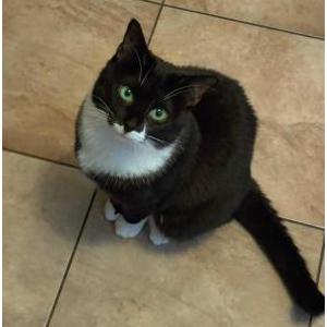 Lost Cat Bella
