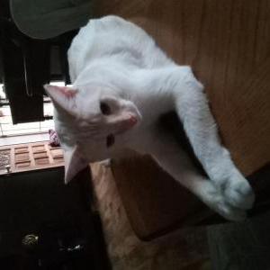Lost Cat Leo