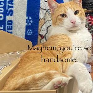 Lost Cat Mayhem