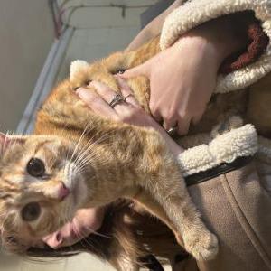 Found Cat Unknown