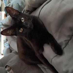 Lost Cat Beerus