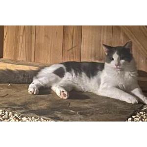 Lost Cat Gus Gus