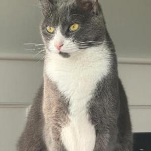 Lost Cat Dottie