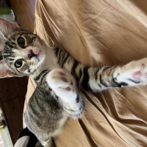 Lost Cat Lupin