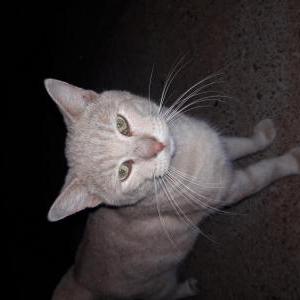 Lost Cat Biscuit