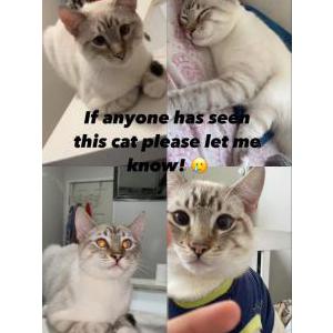 Lost Cat Coco