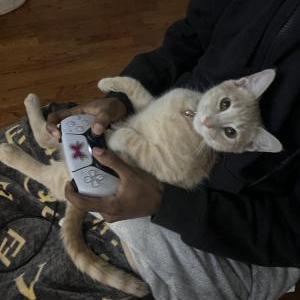 Image of Zero, Lost Cat