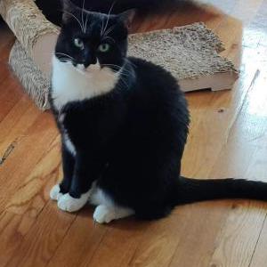 Lost Cat Bella