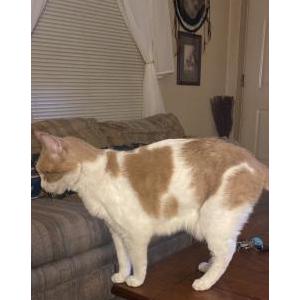 Lost Cat Kitty