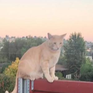 Lost Cat Sunny