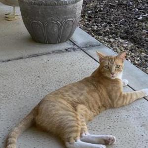 Lost Cat Marmalade 
