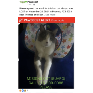 Lost Cat Guapo