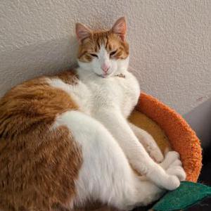 Lost Cat Cheeto