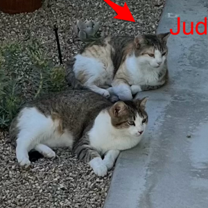 Lost Cat Judy