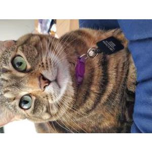 Lost Cat Scoops
