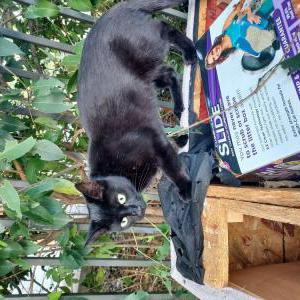 Found Cat Unknown