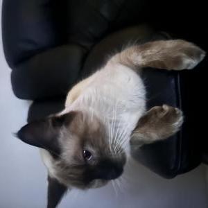 Found Cat unknown