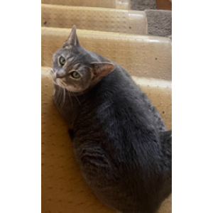 Lost Cat Meowmeow