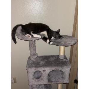 Image of Ozzy, Lost Cat