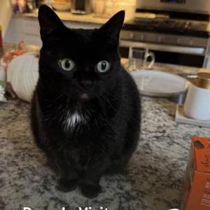 Lost Cat Pepper