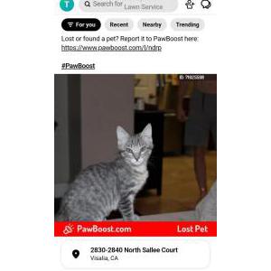 Image of Stormy, Lost Cat
