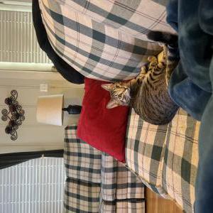 Image of Silky, Lost Cat