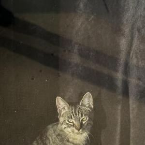 Lost Cat Saber